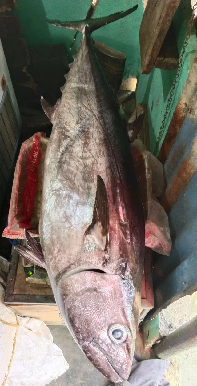 Tuna - small