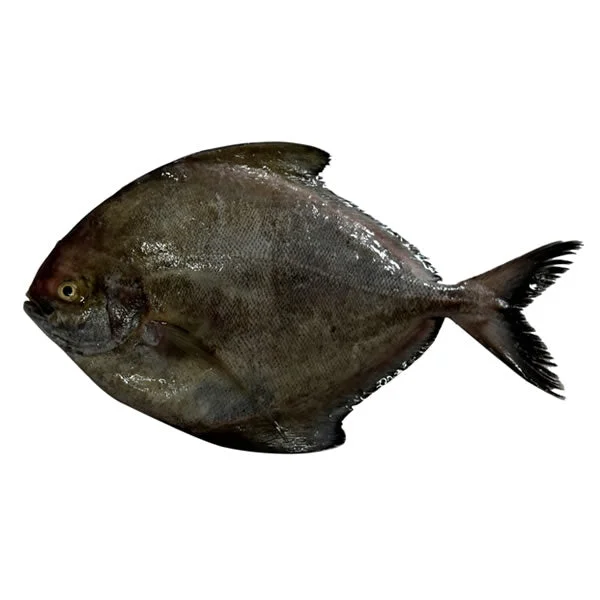 Black Fish - small