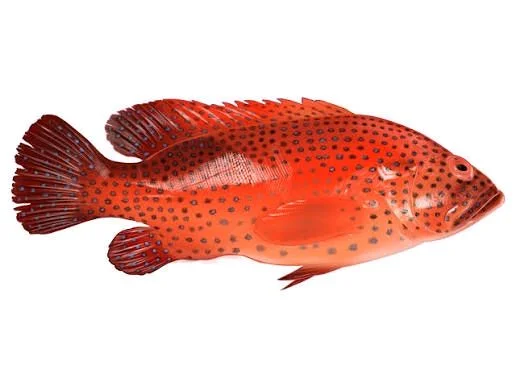 FrshFin Dollar / Gobra Fish - medium, 1.5Kg, whole/ Uncut