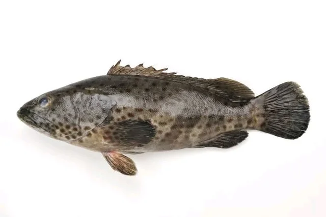 FreshFin Gobra Fish - medium, 5.6kg, whole / Uncut