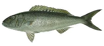 freshFin green job fish / Ruhi - medium, 0.9Kg, whole / Uncut