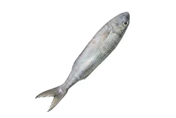 freshFin green job fish / Ruhi - medium, 0.9Kg, whole / Uncut
