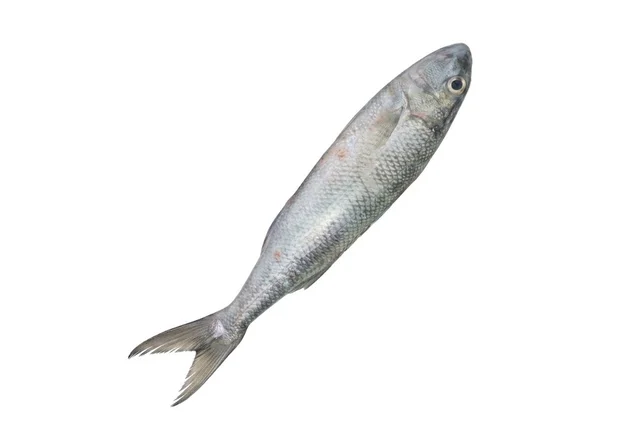 freshFin green job fish / Ruhi - medium, 0.9Kg, whole / Uncut