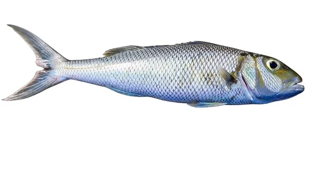 freshFin green job fish / Ruhi - medium, 0.9Kg, whole / Uncut
