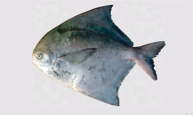 FreshFin Pomfret Fish - medium, 1Kg, Whole / Uncut