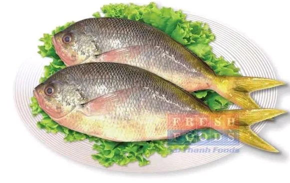 Yellowtail Fusiller Fish - medium, 1kg, Whole / Uncut