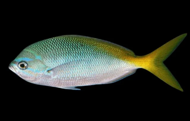 Yellowtail Fusiller Fish - medium, 1kg, Whole / Uncut