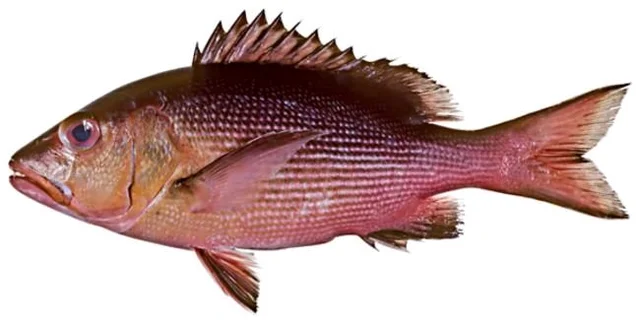 Lal Betki - medium, 1.5kg, Whole / Uncut