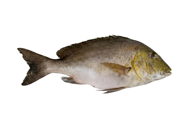 Grunts (Sweetlips)