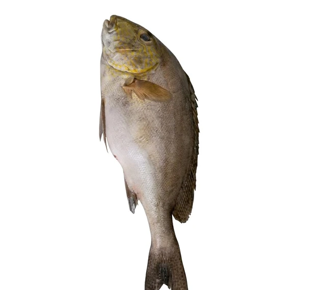 FreshFin Grunts (Sweetlips) - medium, 3.5kg, Whole / Uncut