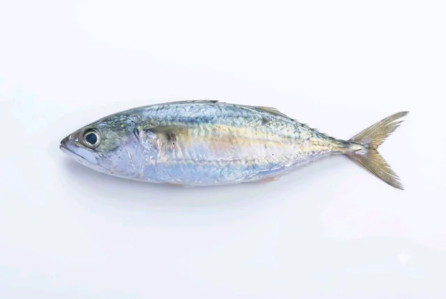freshFin Bangdi (Cut Pieces, Cleaned & Gutted) - Big, 500g, Cleaned & Cut pieces