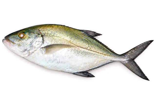 freshFin Kukari - medium, 3kg, whole/ Uncut