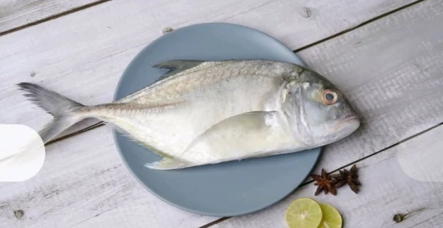 freshFin Kukari - medium, 4kg, whole/ Uncut