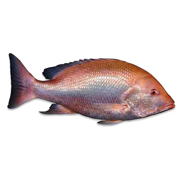 FreshFin Lutjanus campechanus / Red Fish - small, 800g, Whole / Uncut