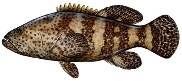 freshFin Gobra - medium, 1.1kg, whole / Uncut