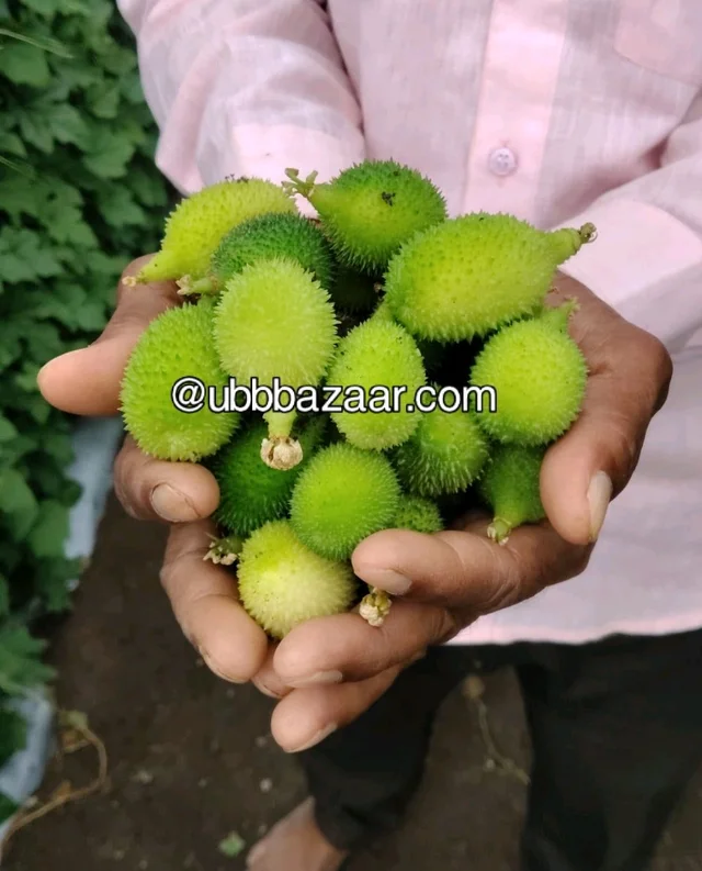 Koraput Desi Junglee Kankada (Spine Gourd) – Naturally Wild Harvested from the Forest