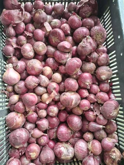 Onion Good Quality