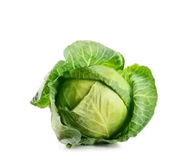 Cabage বাঁধা কোপি Medium Size