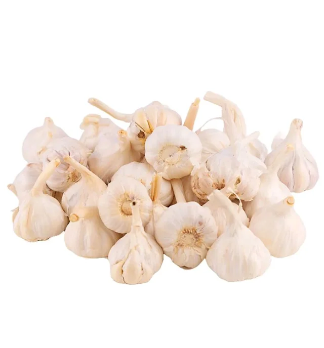 Garlic