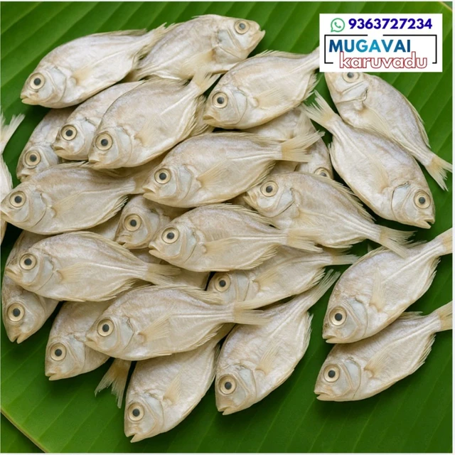 காரப்பொடி|Pony Fish|മുള്ളൻ