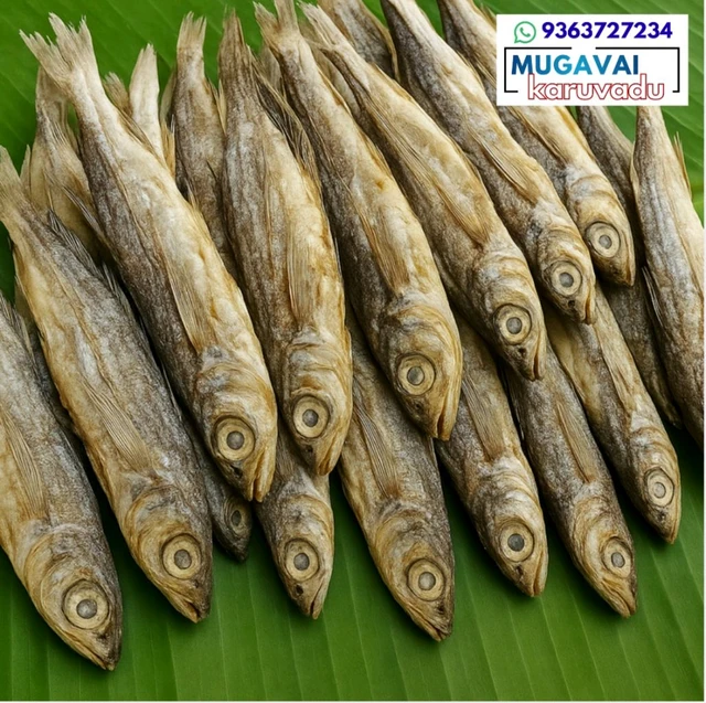 கொல்லி|கோலா|Flying Fish|കോല