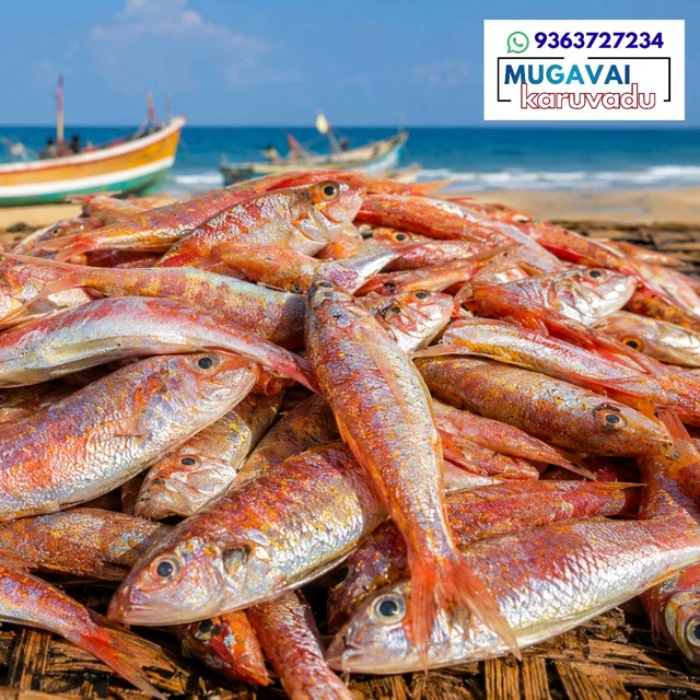 நகரை|Red Mullet|ചുവന്ന മുള്ളൻ