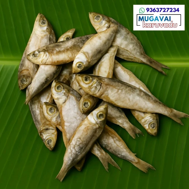 சூடை மத்தி|Sardine|ചാള