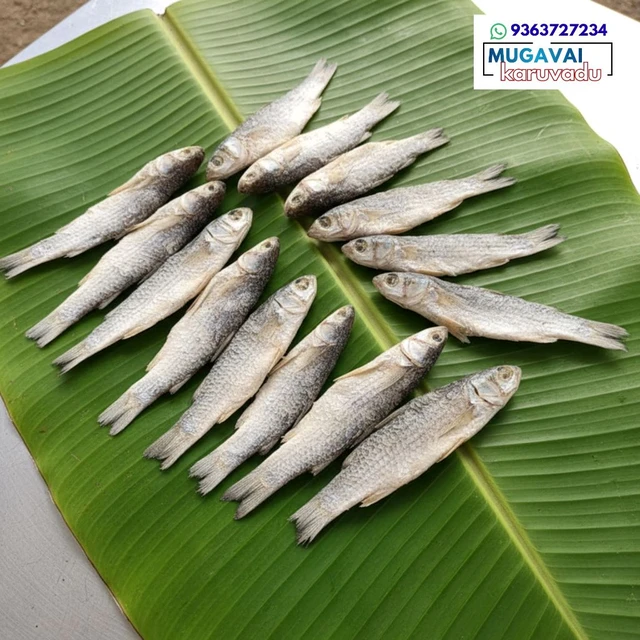 மடவை|Mullet|തിരുത