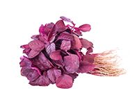 Amarathus Red