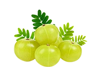 Amla Wellness Dip