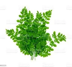 Drumstick Greens