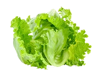 Lettuce