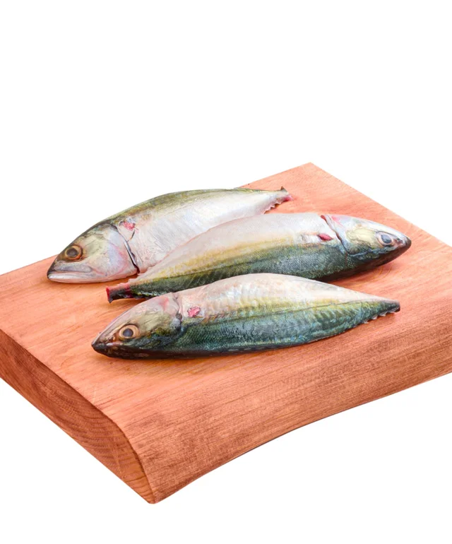 Indian Mackerel / Ayla Paarai