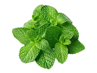 Mint Leaves