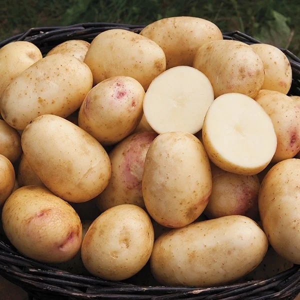 Potato (আলু)- WB