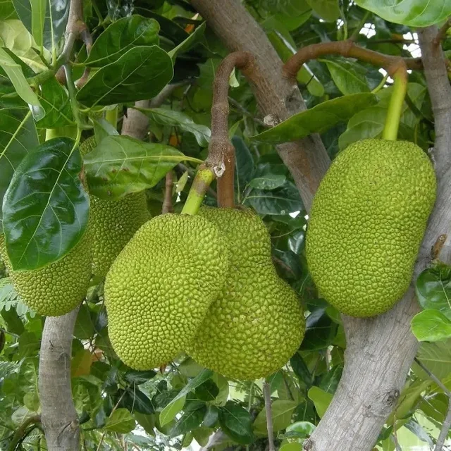 Jackfruit (আঞ্জা/ কেঁচা কঁঠাল)