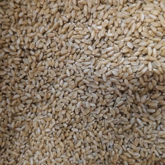 Gehu / Wheat 