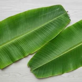 Banana Leaf 2