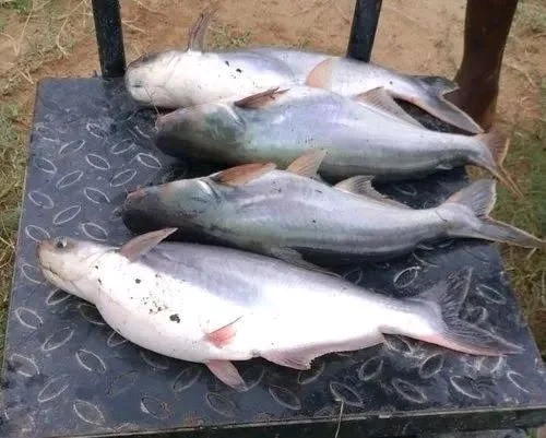 Jashar Fish ₹160