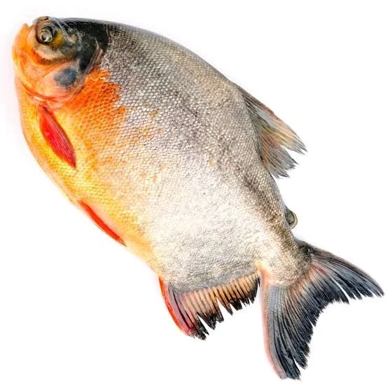 Rupchand 🐠 Fish ₹160