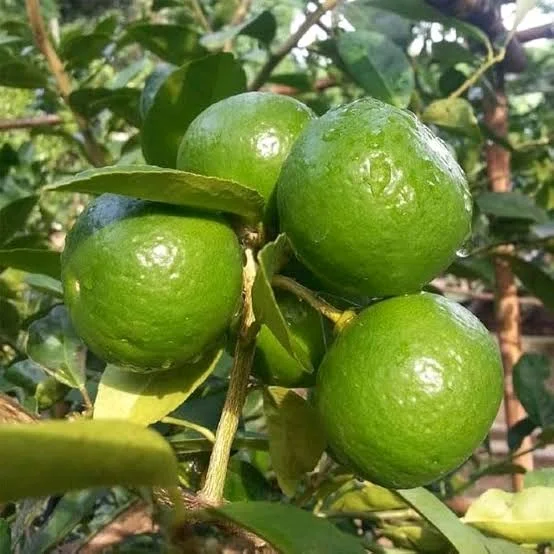 Nimboo₹5