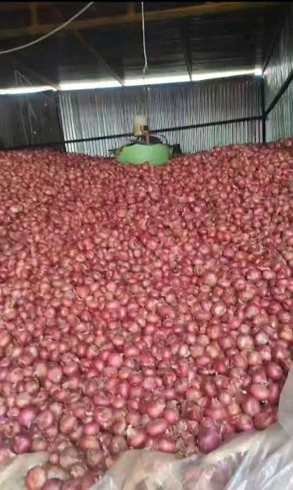नाशिक प्याज Pyaj Ka बोरी 50kg ₹1400