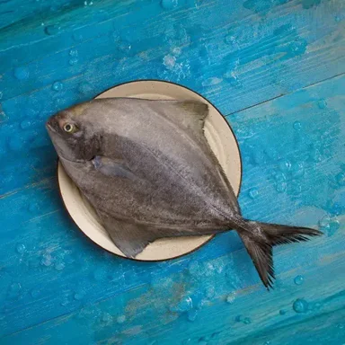 Marine Fish