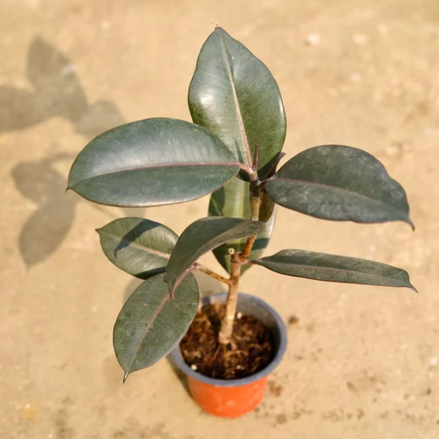 Rubber Plant