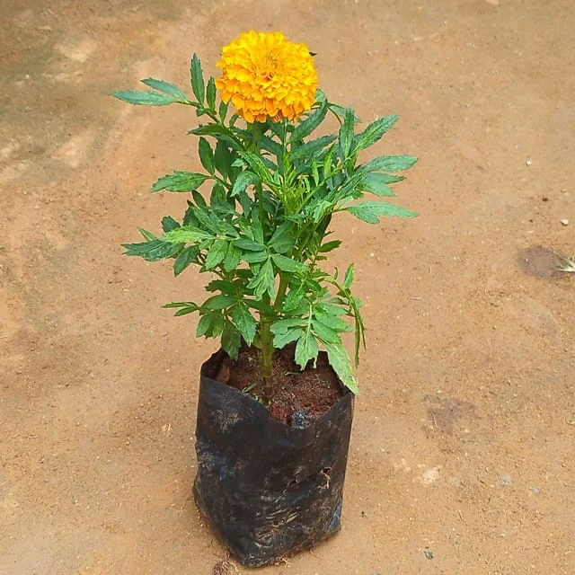 Marigold Genda 