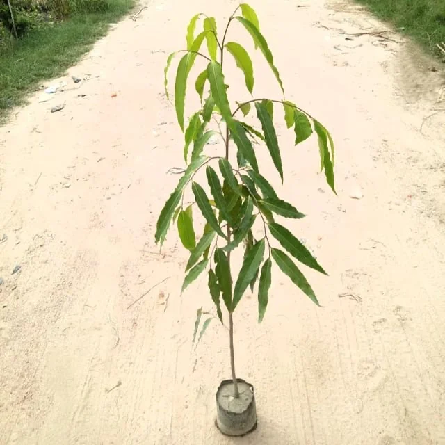 Ashoka Plant 