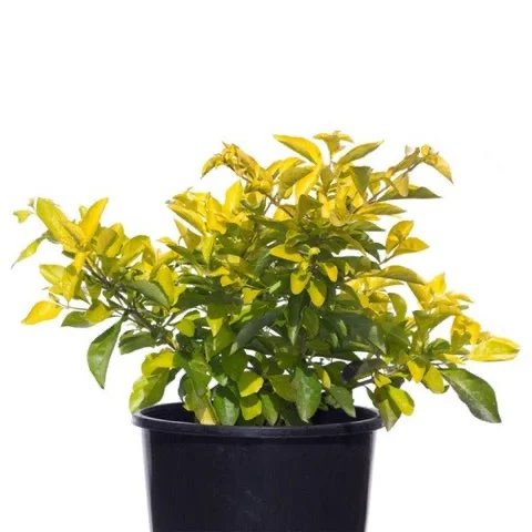 Duranta Plant