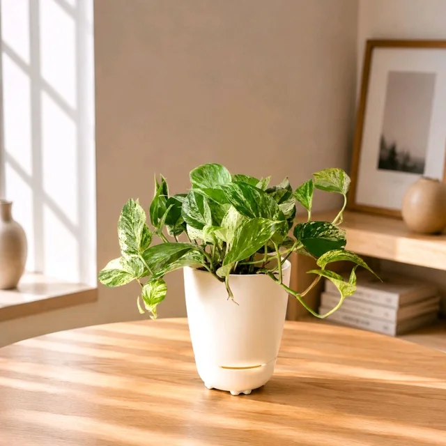 Marble Era Pothos 🤍
