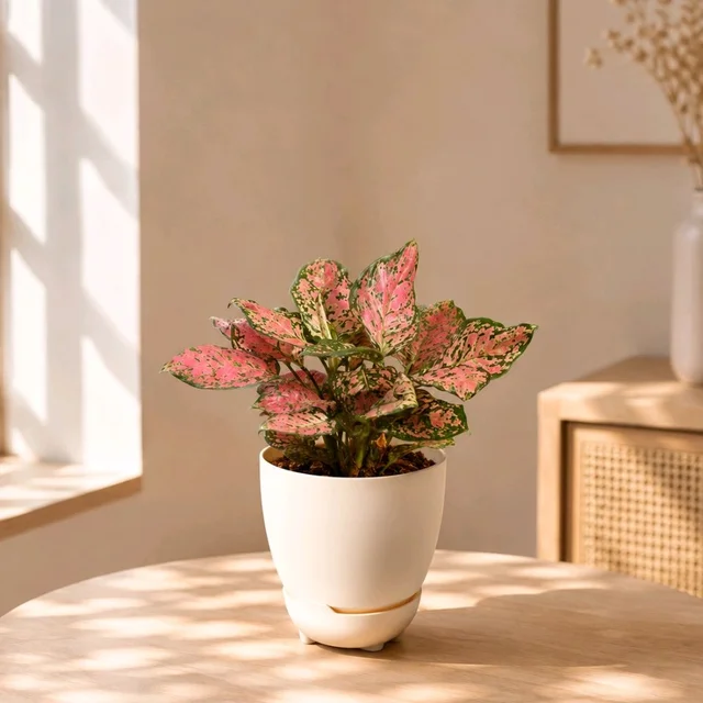 Blush Era Aglaonema 🌸