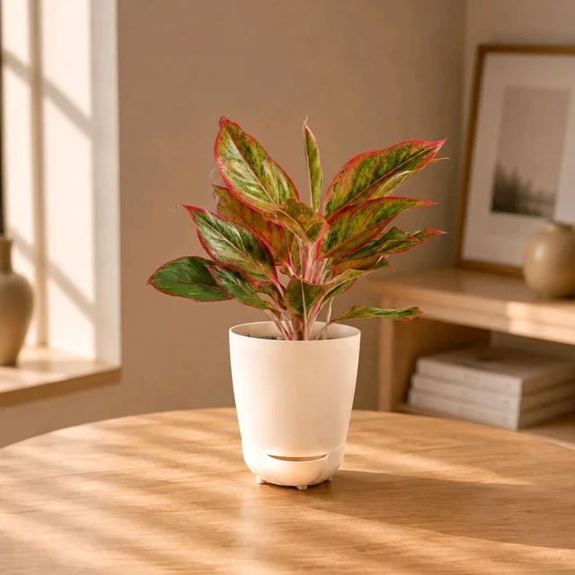 Lip Check Aglaonema 💋